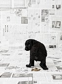 Studio shot of portuguese water dog puppy having an accident on newspaper