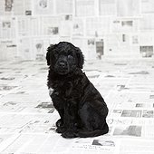 Studio shot of sitting Portuguese Water Dog puppy