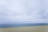 Flock of birds flying over the sea