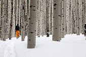 A man skins through the aspens in search of fresh snow.