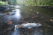 Coho salmon carcass in small coastal Oregon River.