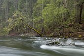 Scenic image of the Merced River flowing through Yosemite National Park, CA.