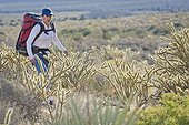 A hiker negotiates cacti on the trail, Red Rock Canyon National Conservation Area, Nevada, USA.