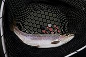 A rainbow trout in a net while fly fishing on the Bow River in Calgary, Alberta, Canada.