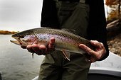 A sport fisherman holds a rainbow trout he caught while fly fishing on the Bow River in Calgary, Alberta, Canada.