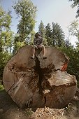 A man sits atop a giant Sitka Spruce.