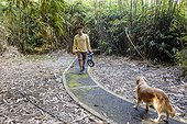 Adult man carrying bicycle and skateboard walking with dog in Bedugul resort bamboo garden, Bali, Indonesia