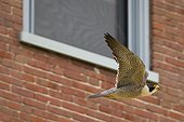 A peregrine falcon (Falco peregrinus) flying between mill buildings in the post-industrial town of Saco, Maine, USA. Birds of prey, falcons perch on mill buildings walls, roofs and stacks, waiting for pigeons and other birds to dive on and kill for  [...]
