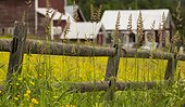 Tall grass growing along split rail fence and farm in background, Stowe, Vermont, USA