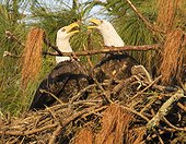 Bald eagles (Haliaeetus leucocephalus) engaging in courtship in nest, Holiday, Florida, USA