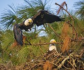 Male bald eagle (Haliaeetus leucocephalus) launching from perch and female with branch in beak in nest, Holiday, Florida, USA