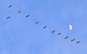 Canada geese (Branta canadensis) flying in formation against blue sky with Moon, Dayton, Maine, USA