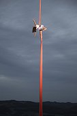 Female aerial silk gymnast performing against cloudy sky 30 meters above ground at dusk, Lower Austria, Austria