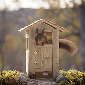 Red squirrel climbing inside miniature wooden outhouse, Bispgarden, Jamtland, Sweden