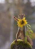 Red squirrel standing on mossy stone holding sunflower and reaching out paw, Bispgarden, Jamtland, Sweden
