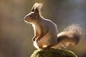 Red squirrel standing on mossy rock, Bispgarden, Jamtland, Sweden