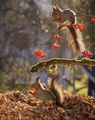 Two red squirrels feeding on berries beside pile of fallen leaves, Bispgarden, Jamtland, Sweden
