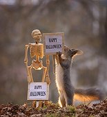 Red squirrel investigating Halloween decoration skeleton standing outdoors beside fallen leaves, Bispgarden, Jamtland, Sweden
