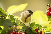 Great tit perching on red currant branch and looking at camera, Bispgarden, Jamtland, Sweden