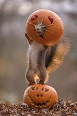Red squirrel and mouse investigating pumpkins carved for Halloween lying outdoors, Bispgarden, Jamtland, Sweden