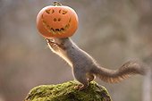 Red squirrel standing on mossy rock with carved pumpkin on head, Bispgarden, Jamtland, Sweden