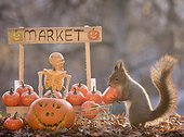 Red squirrel playing with pumpkins of miniature market stall manned by skeleton, Bispgarden, Jamtland, Sweden
