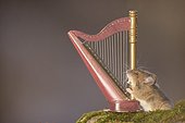 Mouse playing miniature harp placed on mossy surface, Bispgarden, Jamtland, Sweden