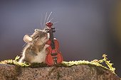 Mouse playing miniature violin placed on mossy rock, Bispgarden, Jamtland, Sweden