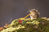 Mouse mowing mossy rock with miniature lawn mower, Bispgarden, Jamtland, Sweden