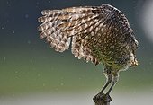 Florida Burrowing Owl taking bath in park in Cooper City, Florida, USA