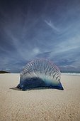Atlantic Portuguese man o war (Physalia physalis) jellyfish on sand at beach, Elbow Beach, Bermuda