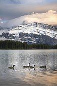 Canada geese (Branta canadensis) floating on Two Jack Lake with Mount Rundle in background, Banff National Park, Alberta, Canada