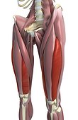 An anterolateral view (left side) of the muscles of the thighs. The vastus lateralis and medialis are highlighted.