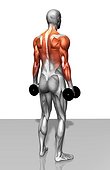 The muscles involved in the dumbbell shrug exercise. The agonist (active) and stabilizer muscles are highlighted.