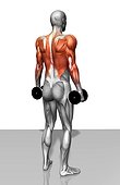 The muscles involved in the dumbbell shrug exercise. The agonist (active) and stabilizer muscles are highlighted.