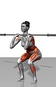 The muscles involved in performing the front squat. The agonist (active) and stabilizer muscles are highlighted.