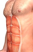 An anterolateral view (left side) of the rectus abdominis muscle.