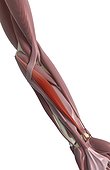 An anterior view of the muscles of the left forearm. The flexor carpi radialis muscle is highlighted.