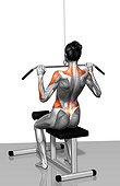 The muscles involved in cable front/lats pull downs. The stabilizing muscles are highlighted.