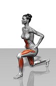 The muscles involved in lunge exercises. The agonist (active) muscles and the stabilizing muscles are highlighted.
