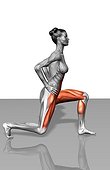 The muscles involved in lunge exercises. The agonist (active) muscles and the stabilizing muscles are highlighted.