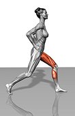 The muscles involved in lunge exercises (start position). The agonist (active) muscles and the stabilizing muscles are highlighted.