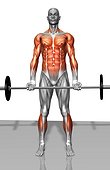 The muscles involved in the Romanian deadlift. The agonist (active) muscles and the stabilizing muscles are highlighted.