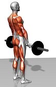 The muscles involved in the Romanian deadlift. The agonist (active) muscles and the stabilizing muscles are highlighted.