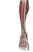 An anterior view of the muscles of the right leg. The peroneus longus muscle is highlighted.