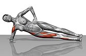 The muscles involved in the side plank. The agonist (active) muscles are highlighted.