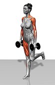 The muscles involved in dumbbell single leg dead lifts. The agonist (active) muscles and the stabilizing muscles are highlighted.