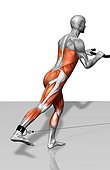 The muscles involved in cable skater exercise. The agonist (active) muscles and the stabilizing muscles are highlighted.