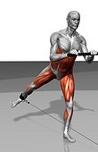 The muscles involved in cable skater exercise. The agonist (active) muscles and the stabilizing muscles are highlighted.