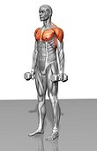 The muscles involved in standing biceps curl. The stabilizing muscles are highlighted.